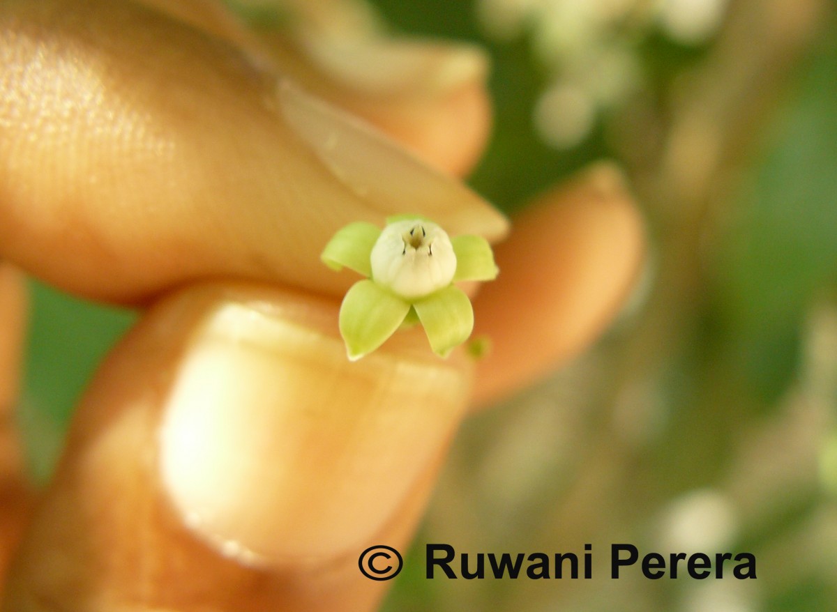 Leea indica (Burm.f.) Merr.